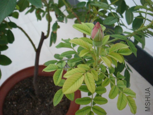 DSC00532.JPG