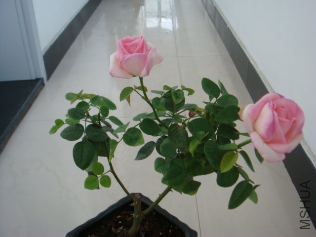 DSC00529.JPG
