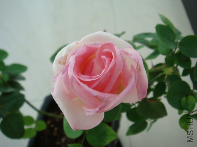 DSC00531.JPG