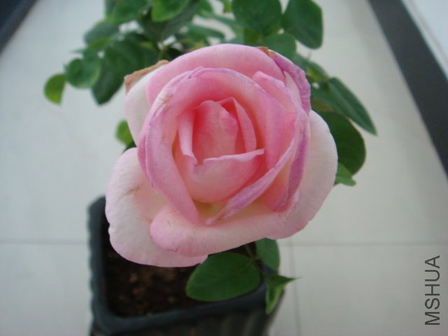 DSC00530.JPG