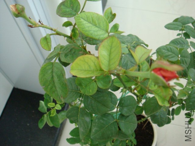 DSC00537.JPG