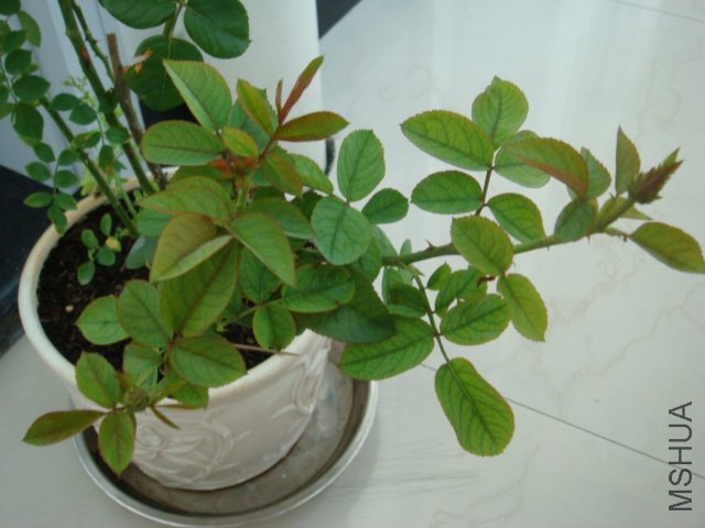 DSC00538.JPG