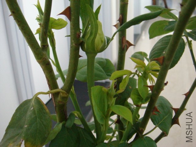 DSC00525.JPG