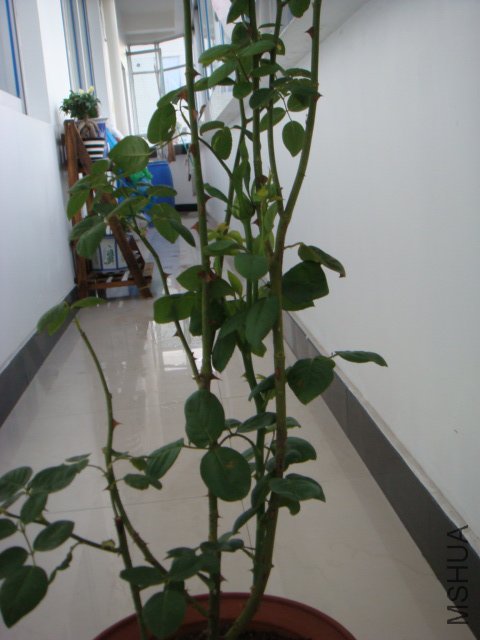 DSC00527.JPG