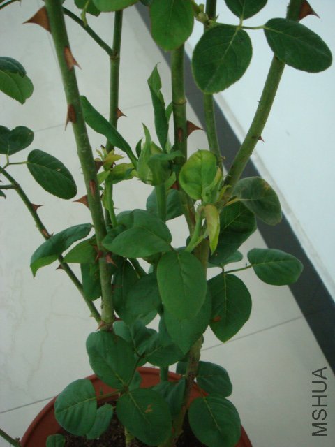 DSC00528.JPG