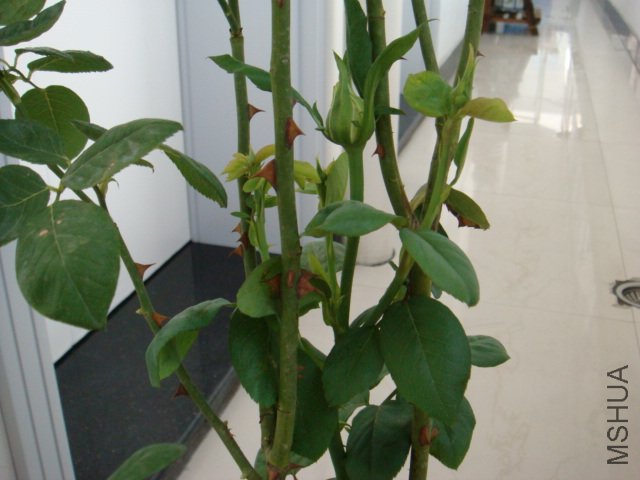 DSC00526.JPG