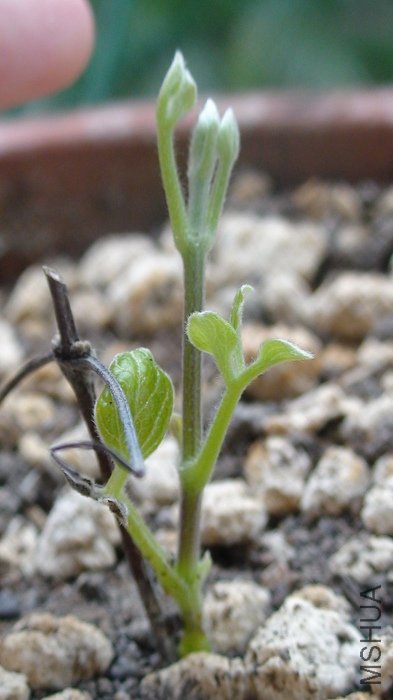 7-18��, һ����������ǳ��ͬ�껨, ���������������������һ�ڴ���ѿ������˴�׳��֦��, ����˯��4���°� ...