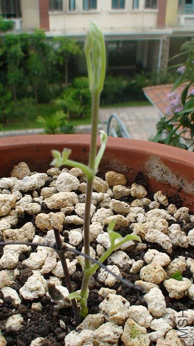 7-20��, ����󳤸���һ��! ֦�������׳, ���ƺ�ȱ������ͽ����, ҶƬҲûչ��, ���Ѿ������Ƶ�������õ� ...