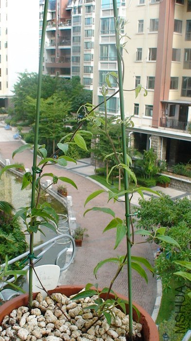 7-20��, ̨����������, ������֧��, ��������ô������ô����!