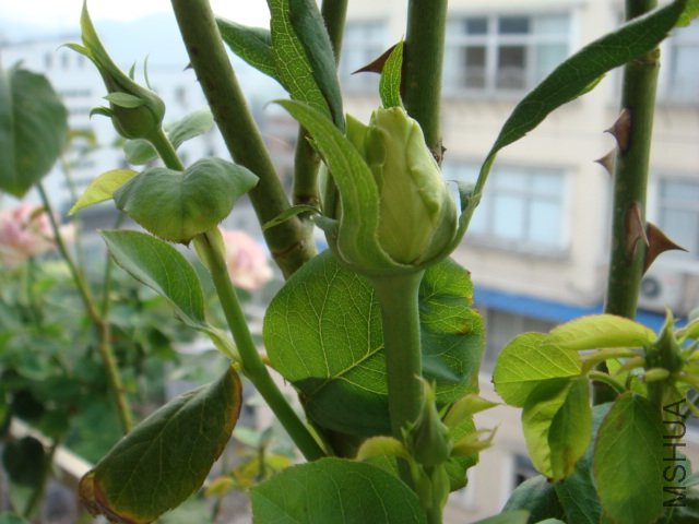 DSC00550.JPG