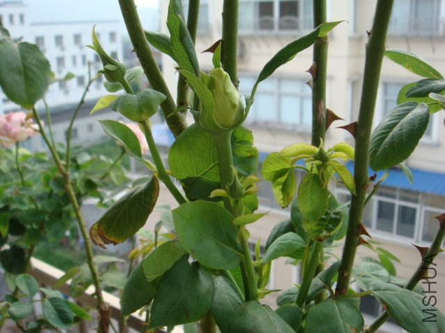 DSC00549.JPG