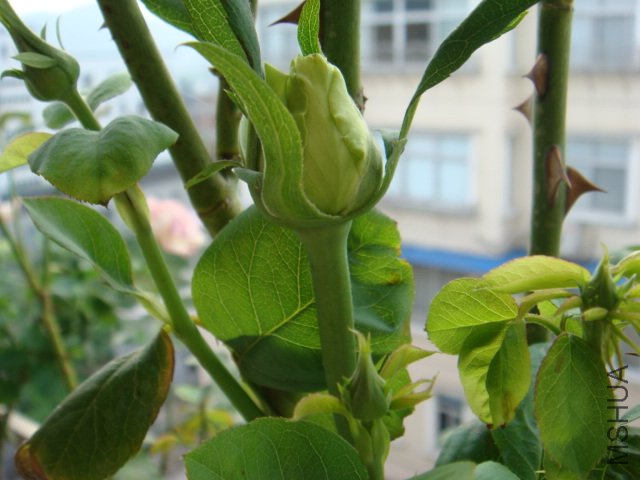 DSC00551.JPG