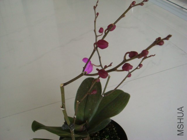 DSC00554.JPG
