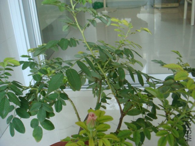 DSC00584.JPG