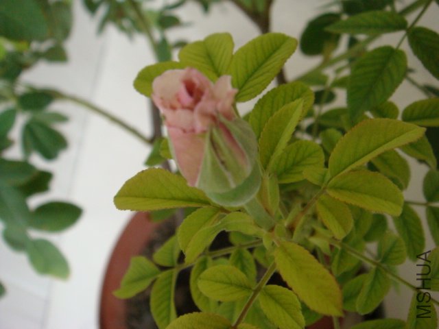 DSC00587.JPG