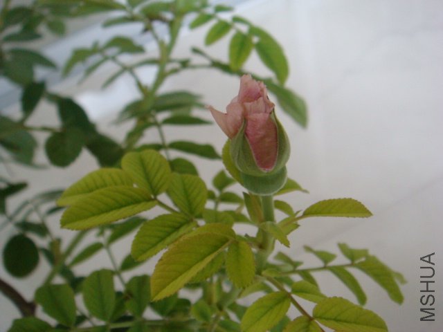 DSC00588.JPG