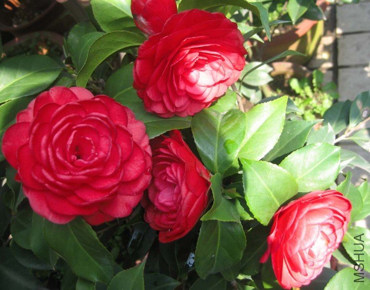 �൤ 09-4-5 (3).jpg