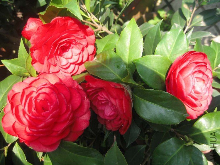 �൤ 09-4-5 (5).jpg