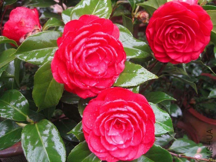 �൤ 09-4-4 (2).jpg