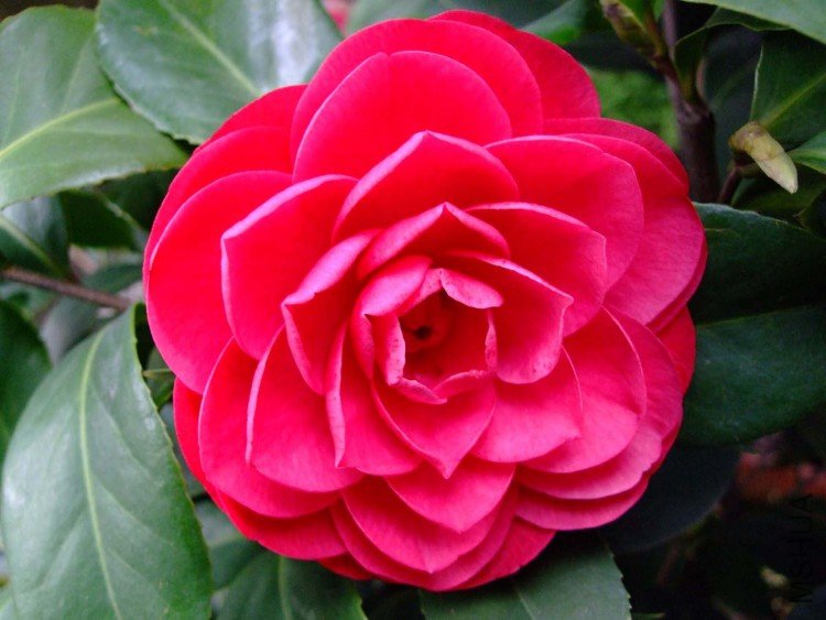 �൤ 09-3-30(2).jpg