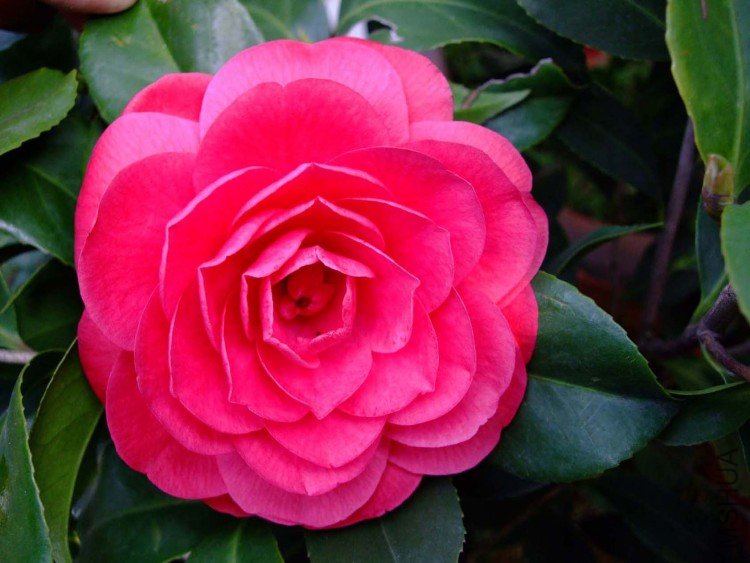 �൤ 09-3-31(1).jpg