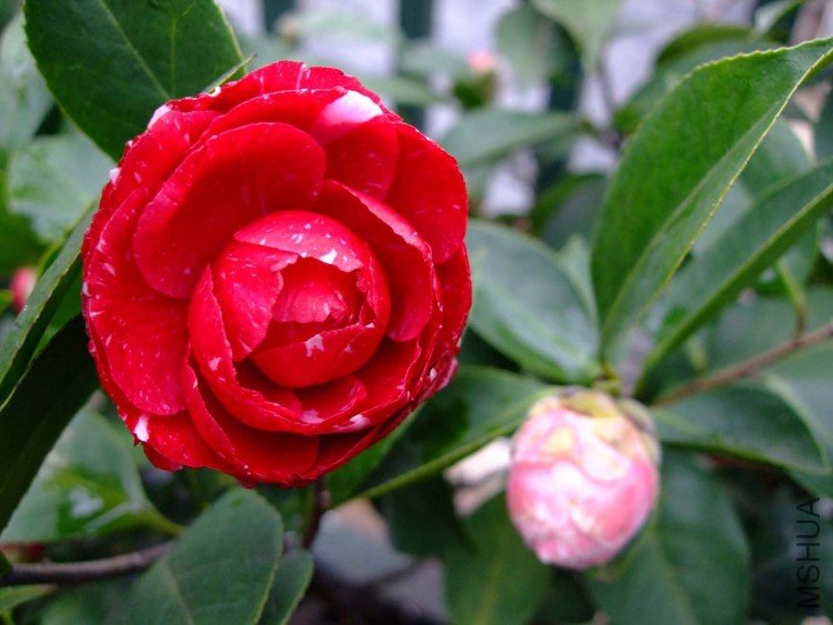 ԧ���� 09-3-29 (3).jpg