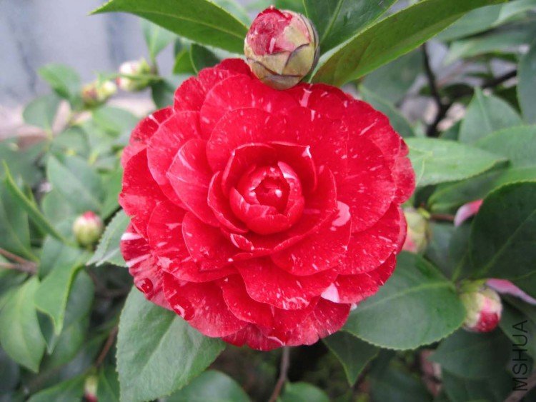 ԧ���� 09-2-28 (6).jpg