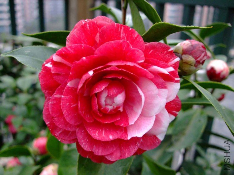 ԧ���� 09-3-29.jpg