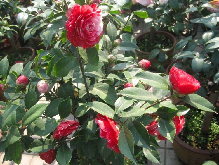 ԧ���� 09-3-30(11).jpg