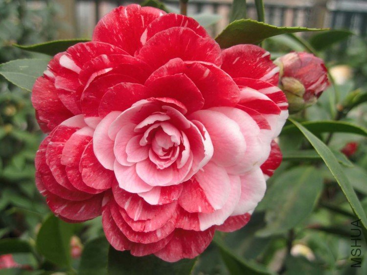 ԧ���� 09-3-31 (2).jpg