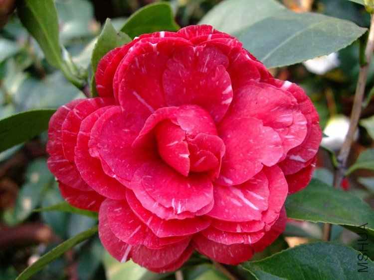 ԧ���� 09-3-31 (11).jpg