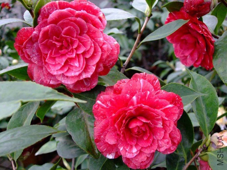 ԧ���� 09-4-5.jpg