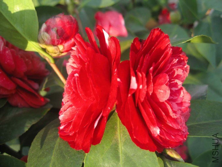 ԧ���� 09-4-8 (12).jpg