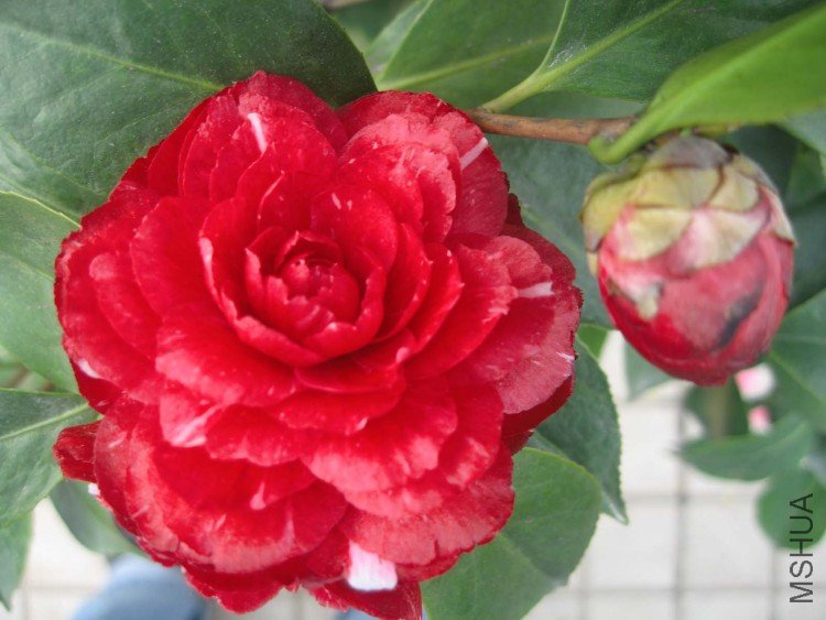 ԧ���� 09-4-8 (3).jpg