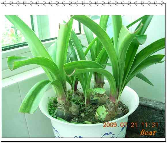 ���죬ÿ�괺����Լ���š�����ʱ���Ƿ賤Ҷ�ӣ����̣�ʩ�˹���طʣ�ϣ���ܶ����а���