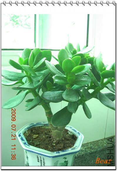 �����ٷ磬����ǰ��һƬҶ��Ǥ��ɻ��