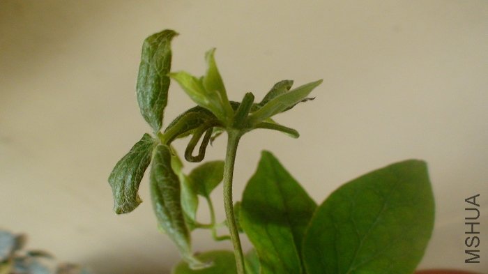 ���������ֻ���˲л�, ��Ϊ�Ѿ�����������ѿ����! ������������һ��, �߿����߳�ѿ�߳����Ӱ�!