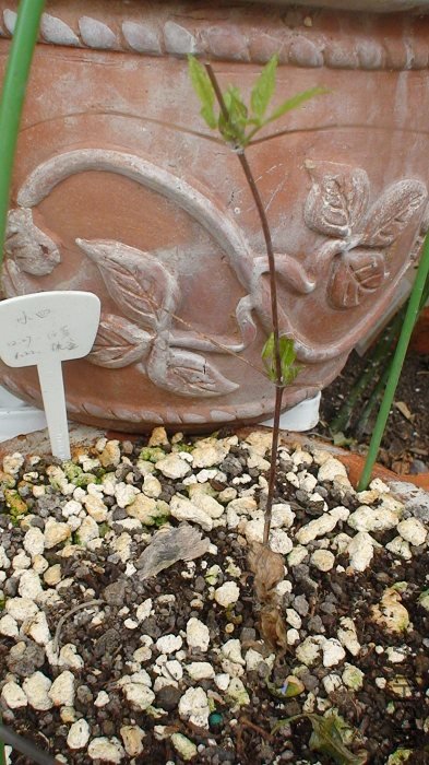 ���С�Ļ�û������, һֱ��������! Ҳ�ǹǷۺ���Ҷȫ��, ��Ҳ�����ѿ!