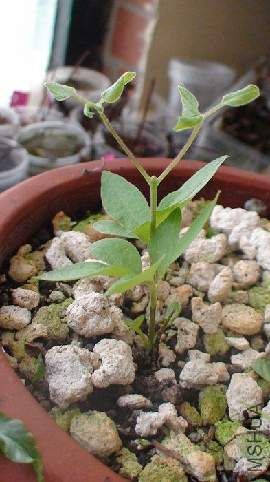 ȥ��ѹ���ķ�����, ѿ����һֱ�ǳ�Ҷ����֦��, ���Ҳ���֦����!