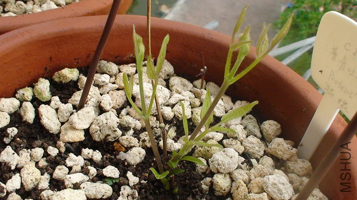 C20��³��˹һֱû������, Ҳ�ͳ������ĸ���, �Ƿۺ�ɴ���ҶҲȫû��, ����Ҳ��ѿ��֦!