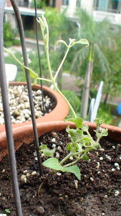 ��˿��û������, ����ʽ��֦����û���, �ͳ�����, ��Ҳ���֦��, �����ǿ���֦��! ���ܻ��������������� ...