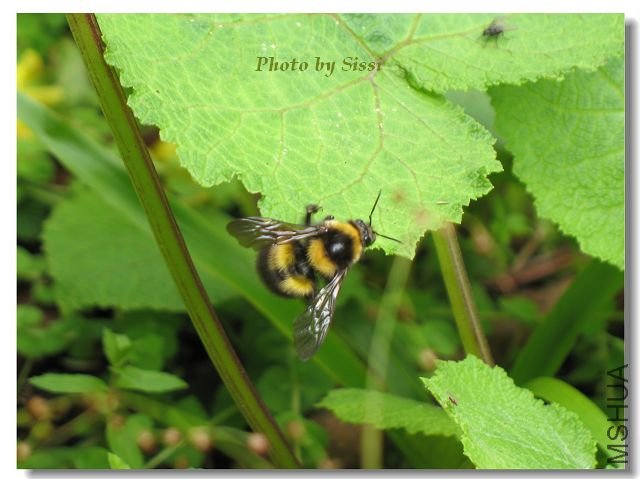 ·��һֻ���͵�С�۷�~