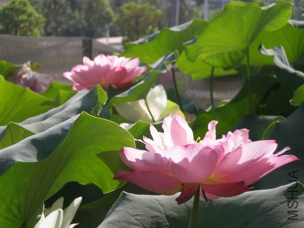 ������С P7230422.JPG