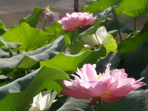 ������С P7230421.JPG