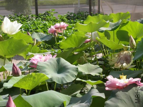 ������С P7230426.JPG