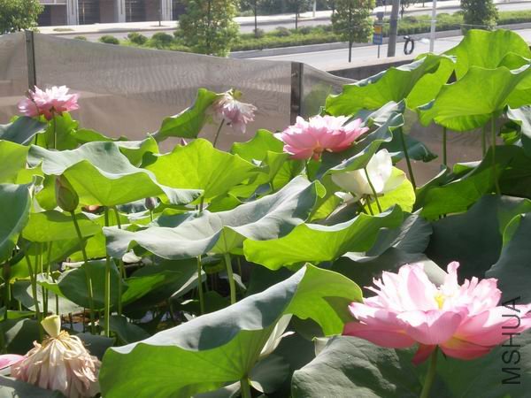 ������С P7230429.JPG