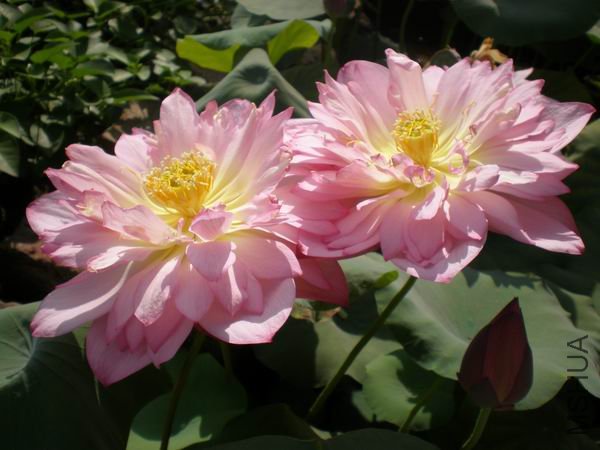 ������С P7230405.JPG