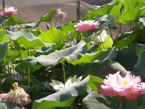 ������С P7230427.JPG