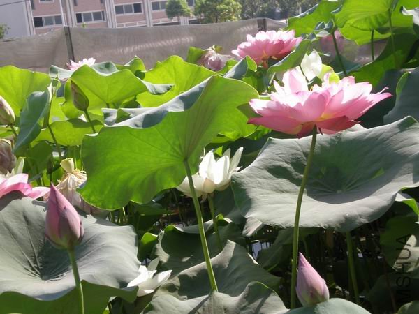 ������С P7230428.JPG