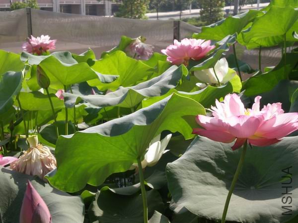 ������С P7230424.JPG